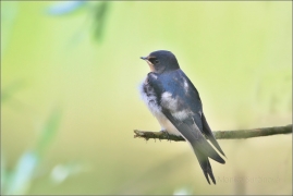<p>VLAŠTOVKA OBECNÁ (Hirundo rustica) /Barn swallow – Rauchschwalbe/</p>